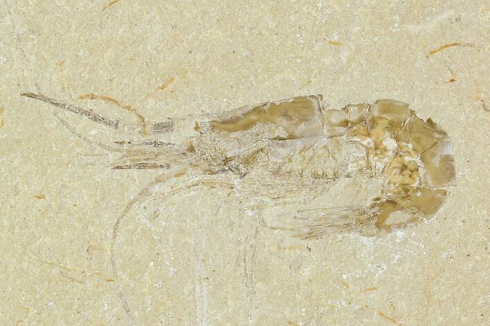 Cretaceous Fossil Shrimp - Lebanon #107666